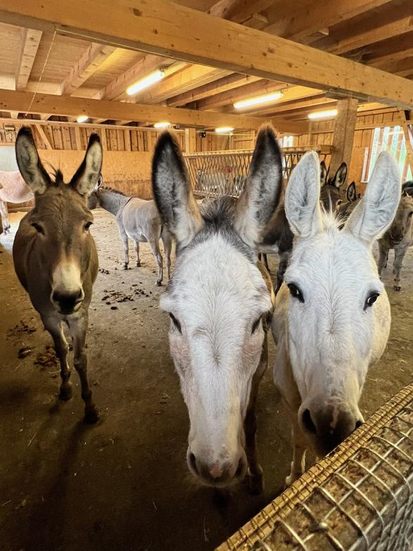 Wenn Olivia Gamper über Musik spricht, leuchten ihre Augen. Für die Wipkingerin ist ein Event mehr als eine Party