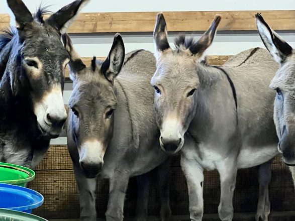 Am 12.12. steigt Olivias Charity-Rave in Zürich – für das Eselparadies Gähwil.